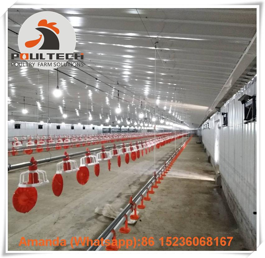 Colombia broiler chicken floor raising system with automatic feeding lines 2