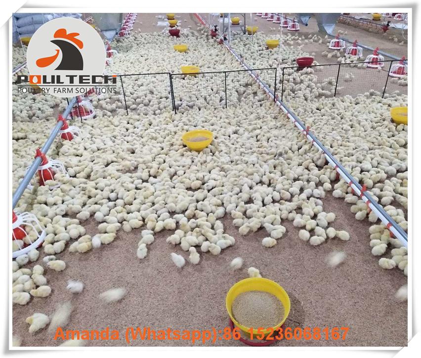 Colombia broiler chicken floor raising system with automatic feeding lines 5