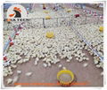 Colombia broiler chicken floor raising system with automatic feeding lines