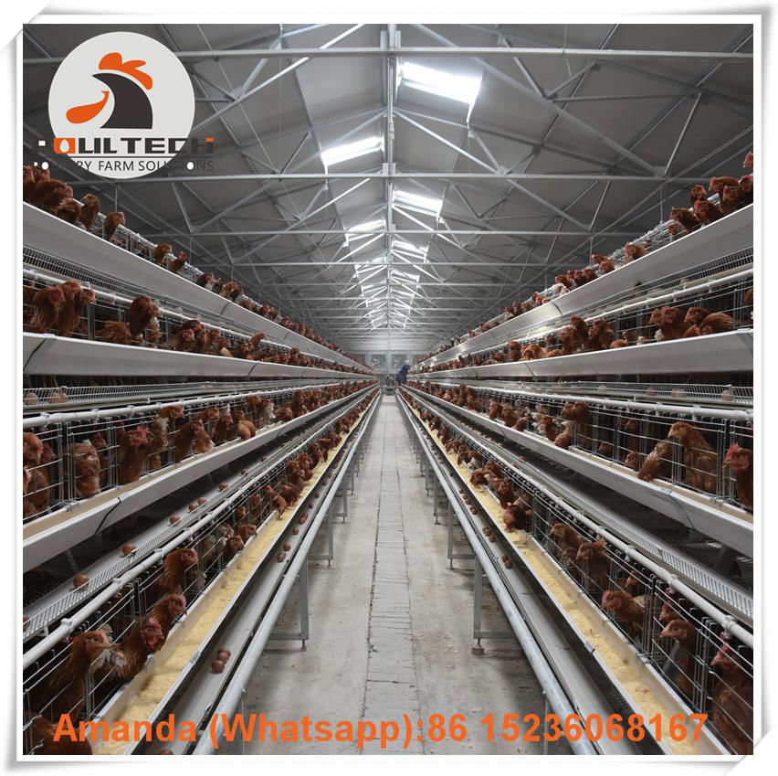 Ghana battery layer chicken cages for poultry farming with 3000 birds  3