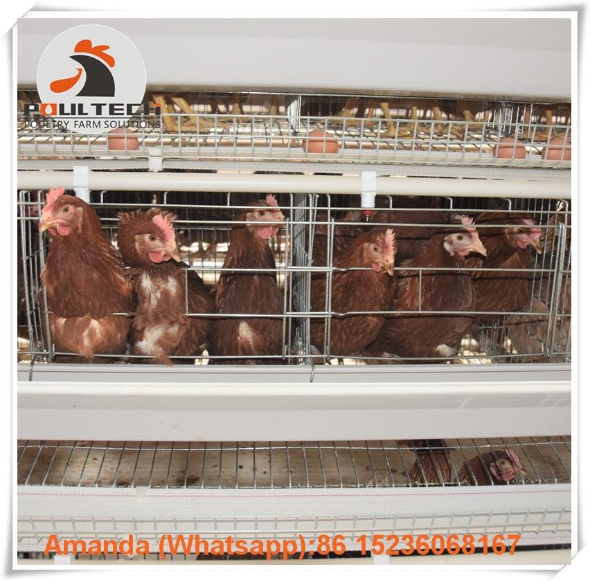 Ghana battery layer chicken cages for poultry farming with 3000 birds  5