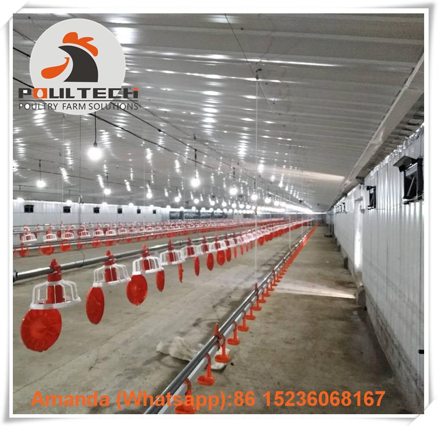 Panama broiler chicken deep litter system with automatic feeding & drinking line 5