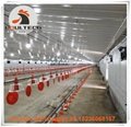 Panama broiler chicken deep litter system with automatic feeding & drinking line 5