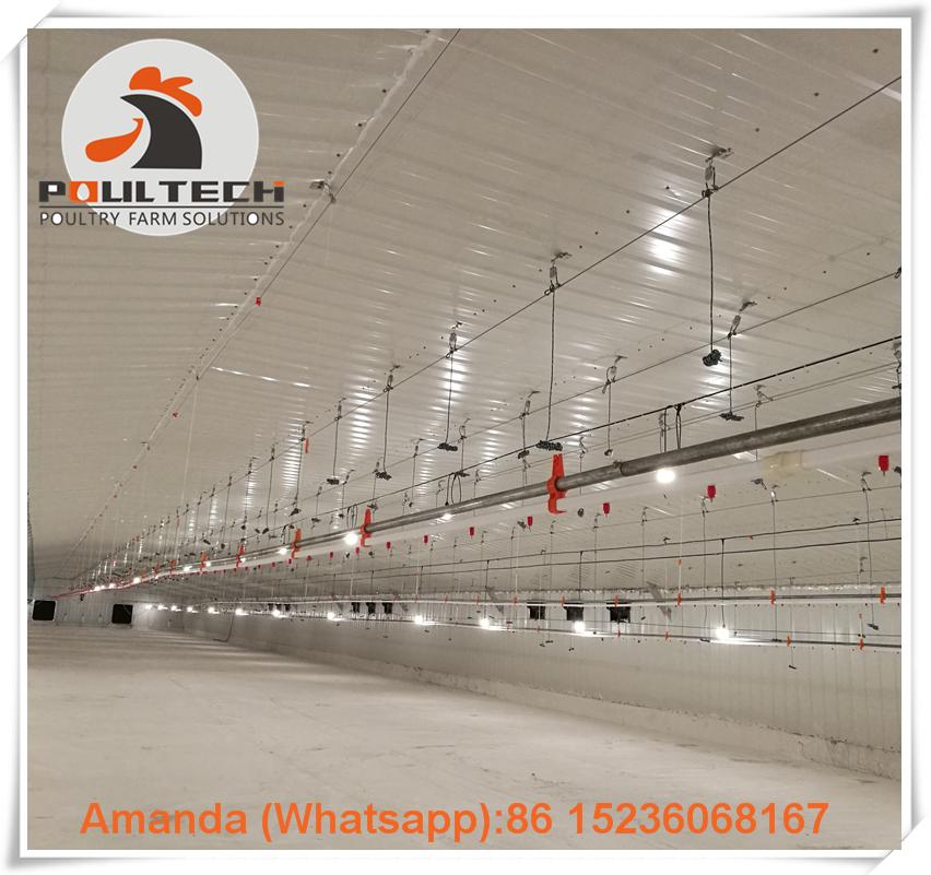 Guatemala broiler chicken floor raising systems for poultry farm 3
