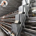 Chicken Farming Battery Laying Hen Cage Breeding 50000 birds in House