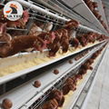 Chicken Farming Battery Laying Hen Cage Breeding 50000 birds in House