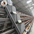 Chicken Farming Battery Laying Hen Cage Breeding 50000 birds in House 3