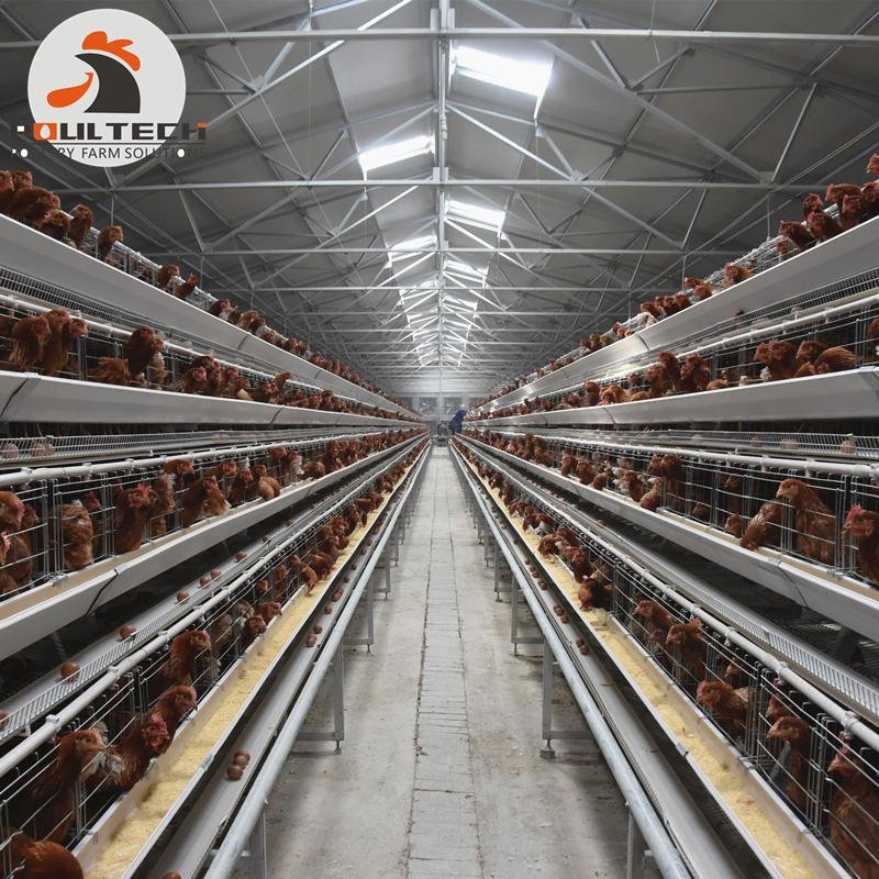 Chicken Farming Battery Laying Hen Cage Breeding 50000 birds in House 5