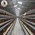 Chicken Farming Battery Laying Hen Cage Breeding 50000 birds in House
