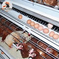 Hen chicken cages can raising 30000 bird in house with automatic feeding machine 1