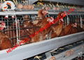 Battery chicken cage for poultry farming with automatic egg collection machine