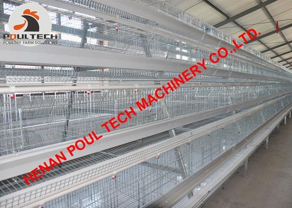Poultry cage for chicken farm with automatic chicken manure removal machine