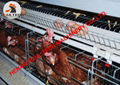 Layer cages & battery chicken cages for poultry farm with 10000 birds in house 1