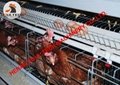 Layer cages & battery chicken cages for poultry farm with 10000 birds in house