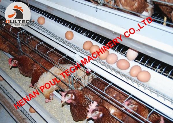 Layer cages & battery chicken cages for poultry farm with 10000 birds in house 2