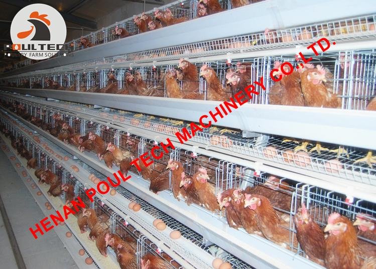 Layer cages & battery chicken cages for poultry farm with 10000 birds in house 4