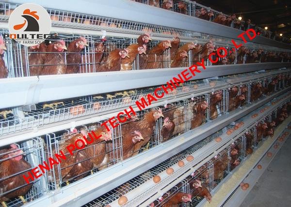 Layer cages & battery chicken cages for poultry farm with 10000 birds in house 5