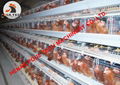 Poultry farm use battery chicken cage with automatic egg collection machine 1