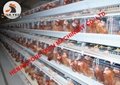 Poultry farm use battery chicken cage with automatic egg collection machine