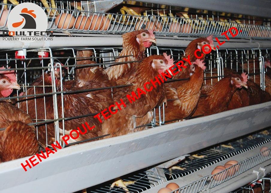 Poultry farm use battery chicken cage with automatic egg collection machine 2