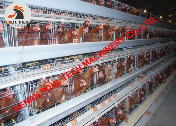 Poultry farm use battery chicken cage with automatic egg collection machine 4