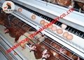 Poultry farm use battery chicken cage with automatic egg collection machine 5
