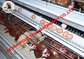 Poultry farm use battery chicken cage with automatic egg collection machine