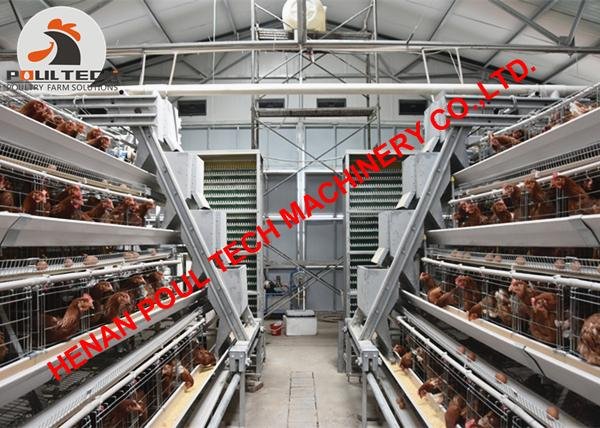 Layer chicken cage & battery chicken cage rearing 30000 birds in house 2
