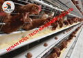 Laying hen cage for poultry farming with automatic feeding machine