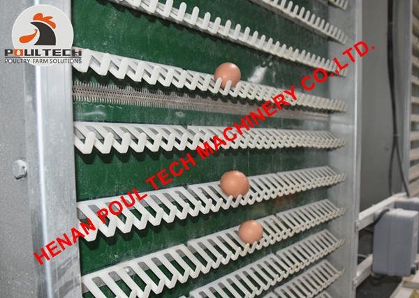 Laying hen cage for poultry farming with automatic feeding machine 1