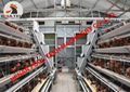 Laying hen cage for poultry farming with automatic feeding machine 3