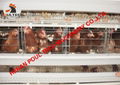 Hen chicken cage for poultry farming battery chicken cage with 10000 birds 2