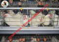 Poultry cage for layer chicken farming