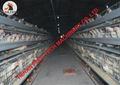 Poultry cage for layer chicken farming battery chicken cage raising 20000 birds  2