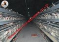 Poultry cage for layer chicken farming battery chicken cage raising 20000 birds 