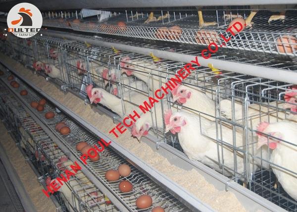 Poultry hen farming using battery chicken cage with 30000 birds in house