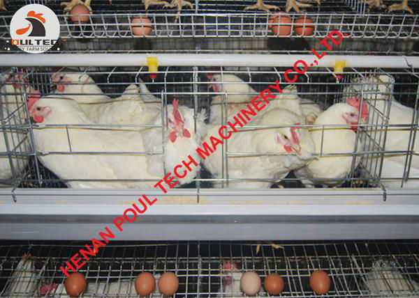 Poultry hen farming using battery chicken cage with 30000 birds in house 2