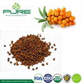 Raw Herbal Dried Sea Buckthorn Berries 2