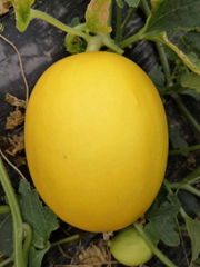 high yield hybrid f1  musk melon seed