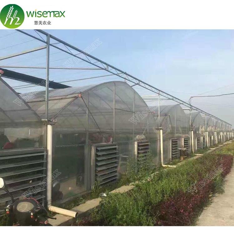 Large size PE material film cover low cost multi span greenhouse for tomato