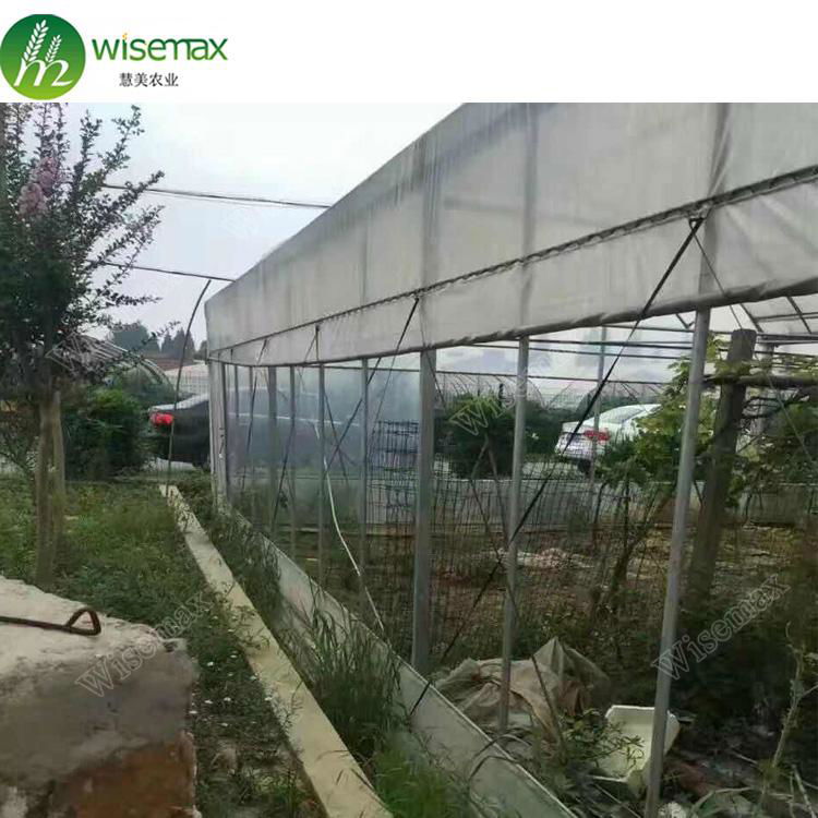 Large size PE material film cover low cost multi span greenhouse for tomato 3