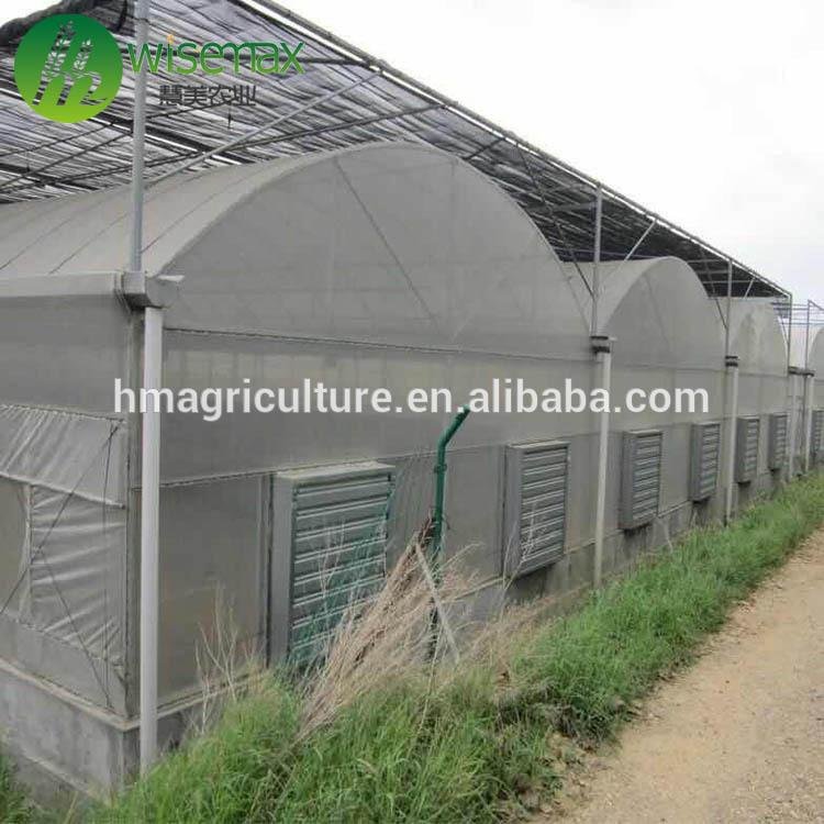 Large size PE material film cover low cost multi span greenhouse for tomato 4