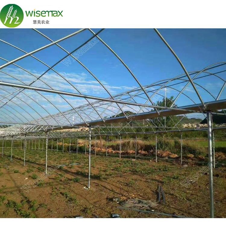 Large size PE material film cover low cost multi span greenhouse for tomato 5