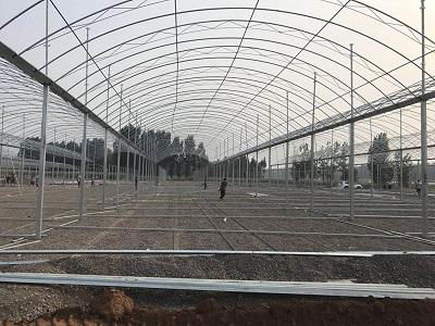 Hot galvanized steel frame agricultural tomato greenhouse tent for sale 4