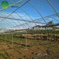Multispan galvanized steel frame polytunnel low cost greenhouse for vegetable 3