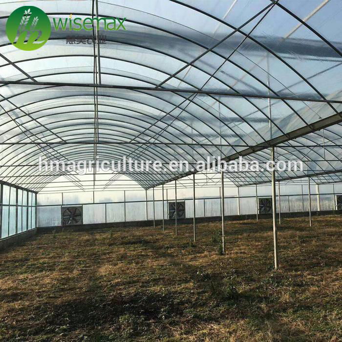 Multispan galvanized steel frame polytunnel low cost greenhouse for vegetable 5