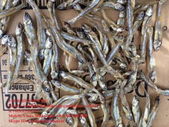 DRIED ANCHOVIES