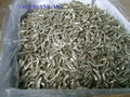 DRIED ANCHOVY WITH HIGH QUALITY AND BEST