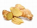 VIETNAM FRESH GINGER    1