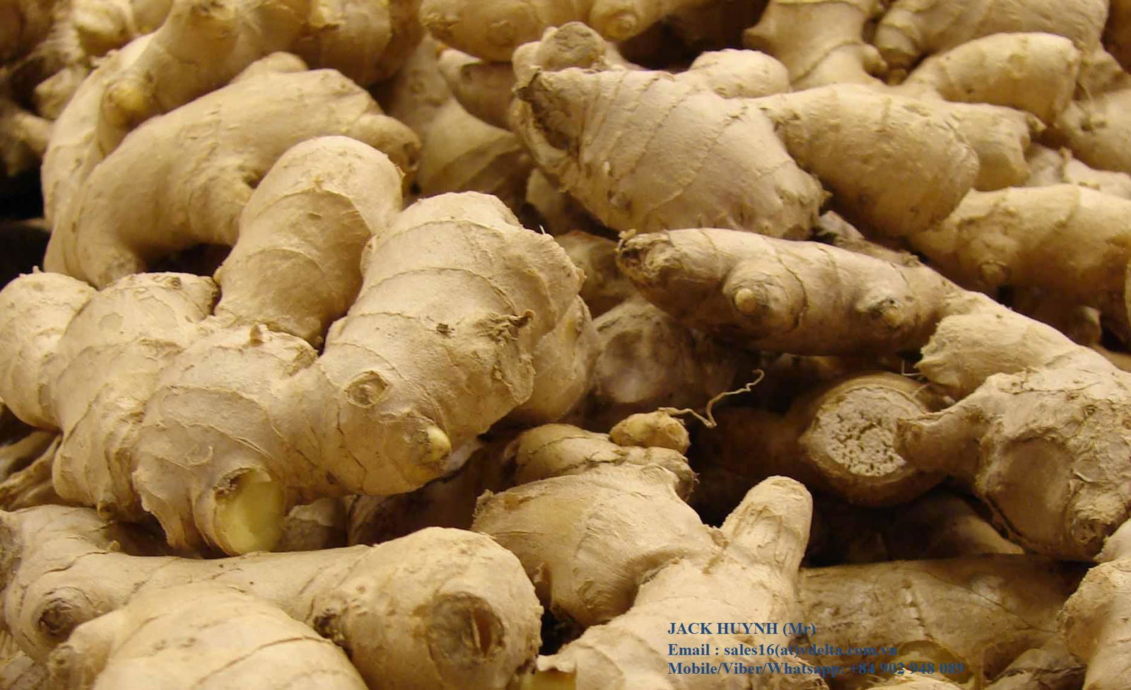 HIGH QUALITY VIETNAMESE ORGANIC FRESH GINGER